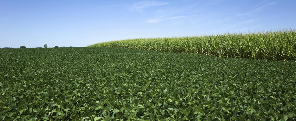 161.5 Acres Cropland in Two Tracts